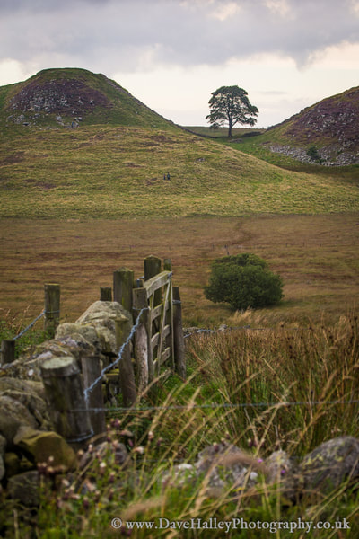 Photograph of Sycamore Gap on Hadrian's Wall, Northumberland, UK.