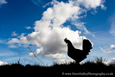 Photograph of Chicken / Cockrell silhouette, Moorgreen, Nottingham, UK.