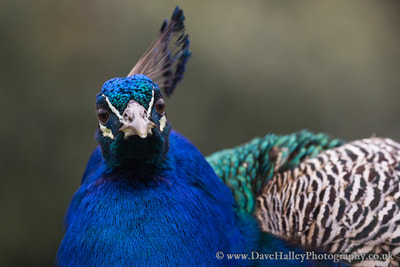 Photograph of Indian Peafowl (peacock).